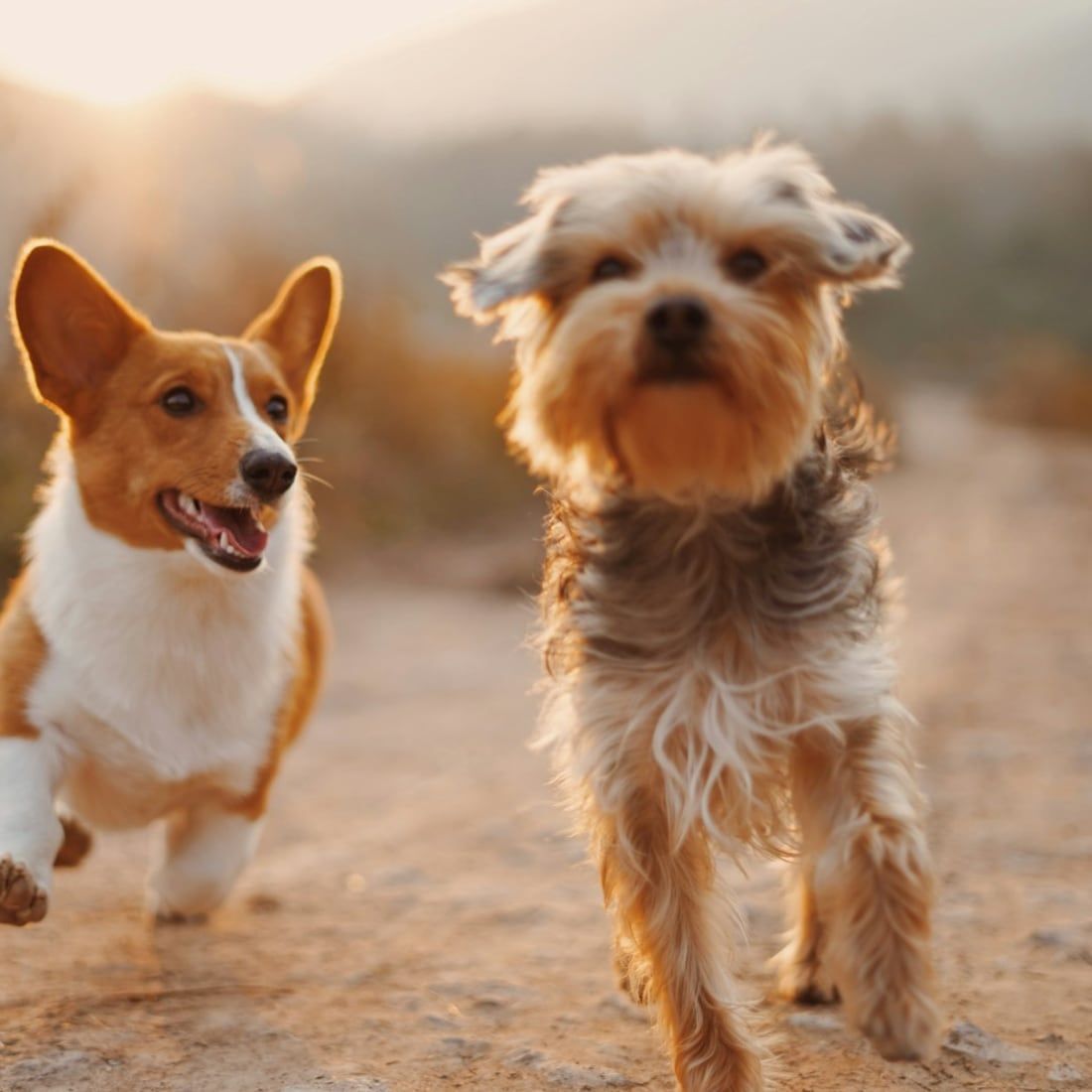 Deux petits chiens qui courent ensemble sur un chemin