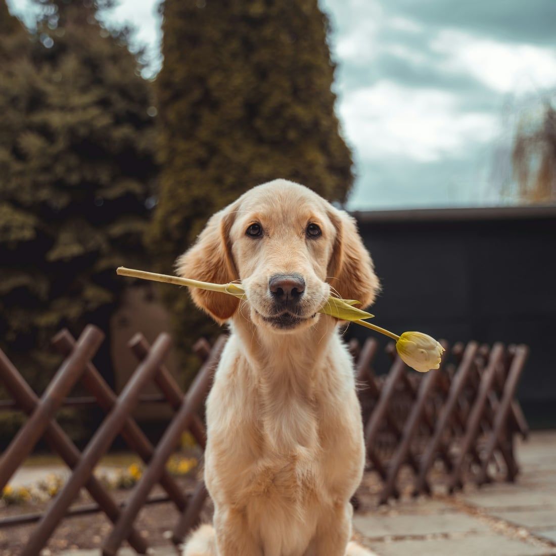 Un chiot golden retriever assis dans un jardin, une fleur dans la gueule