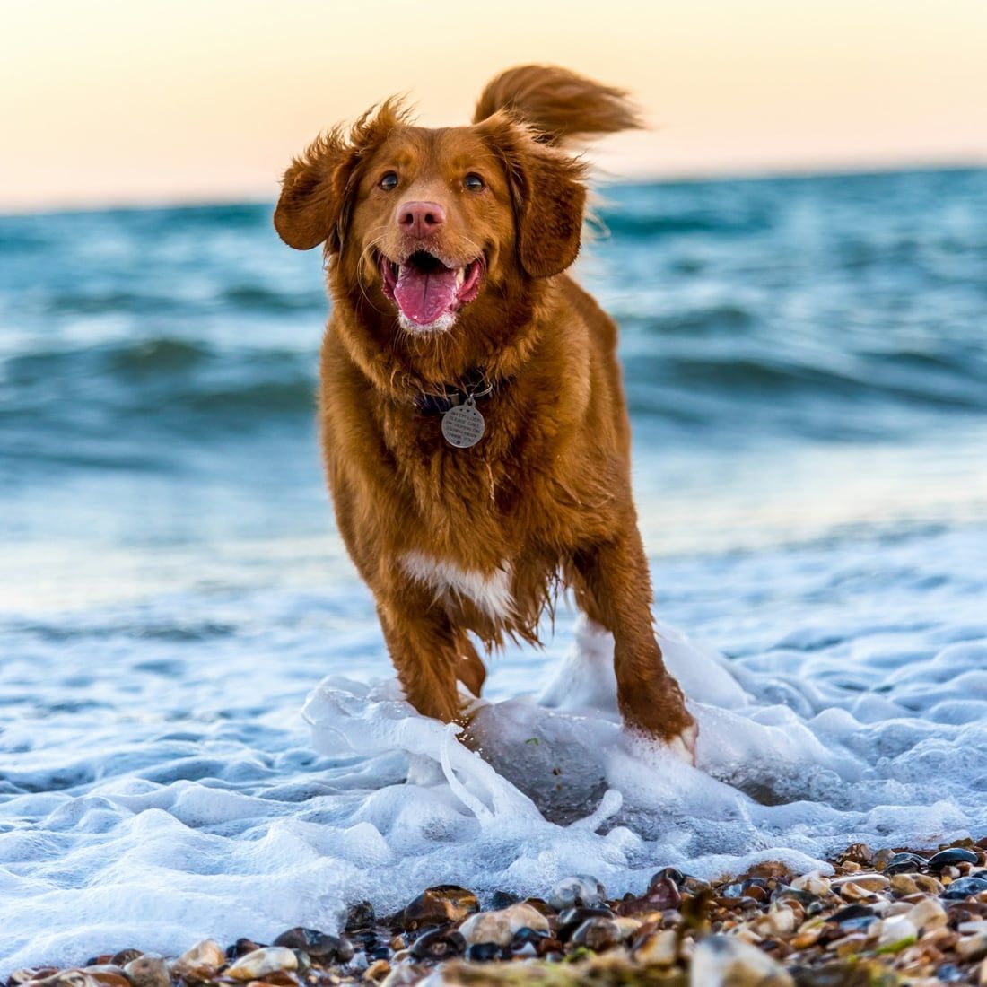 Un chien roux qui court au bord de la mer
