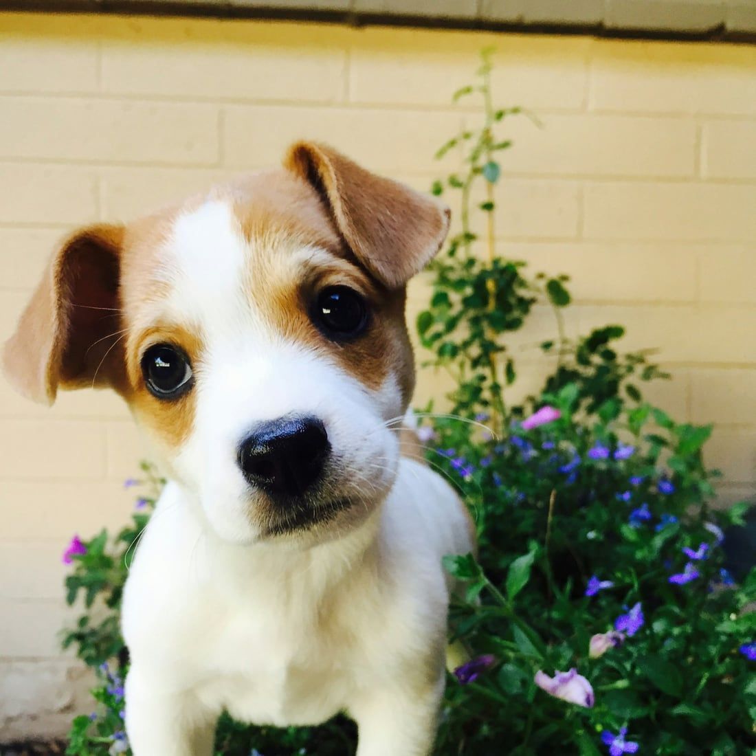 Un jack russell souriant devant des fleurs violettes