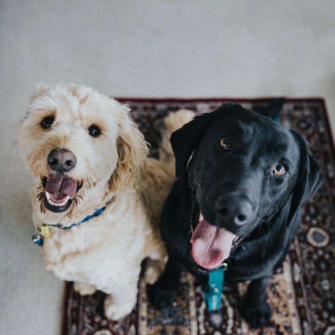 Deux chiens, un blanc et un noir, qui regardent l’objectif