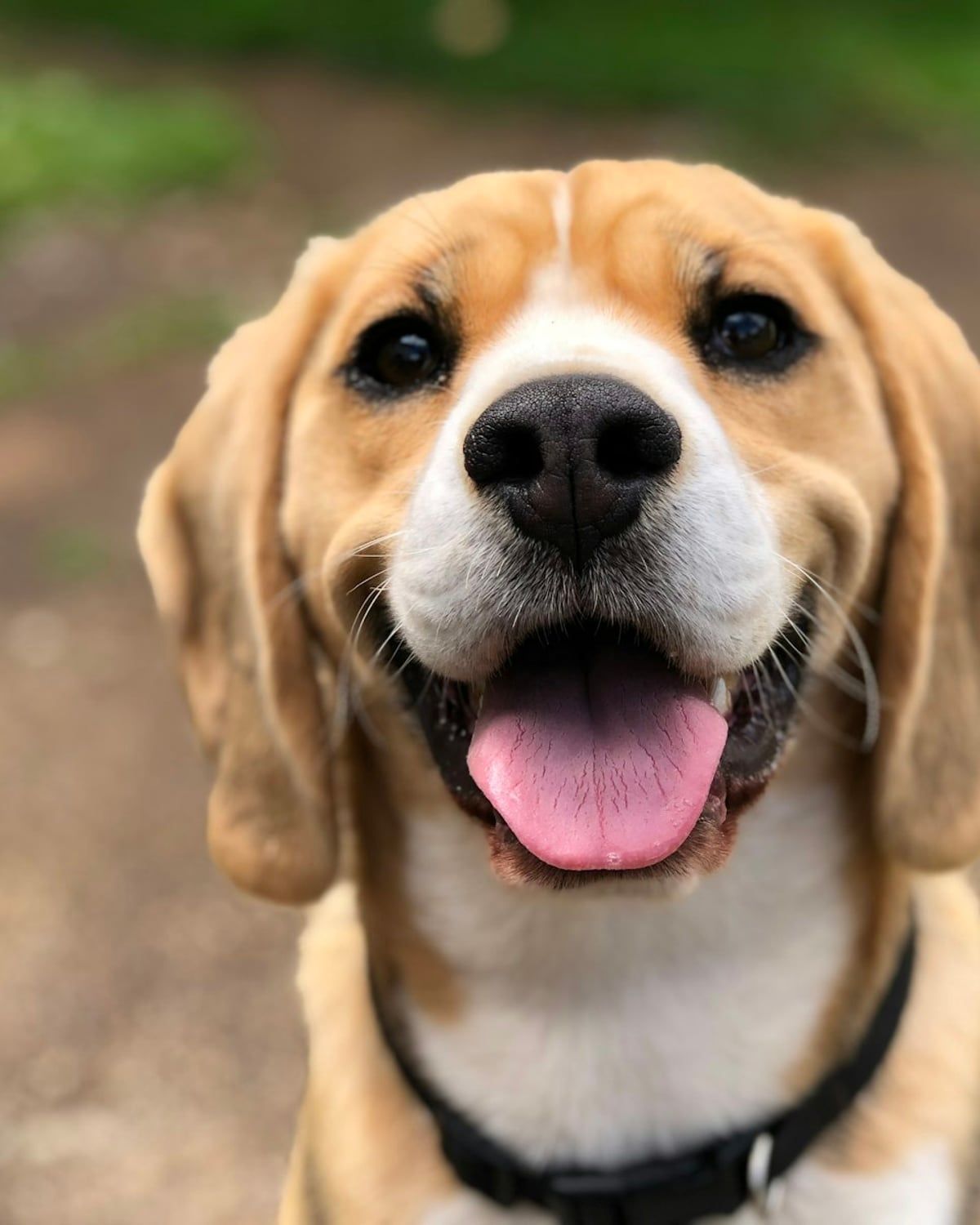 Un beagle heureux, langue tirée, dans le jardin